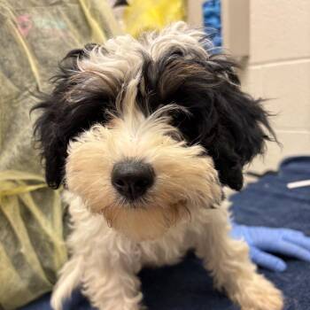 Mixed Breed Dogs Available for Adoption - Jelly Donut | PetCurious