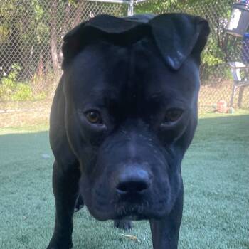 Rescue Mixed Breed Dogs for Adoption in Davenport, Iowa - Midnight | PetCurious