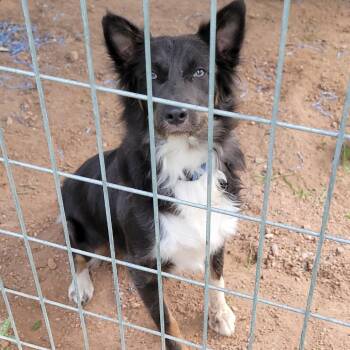 Rebal -  Border Collie and Mixed Breed Dog for Adoption in Buchanan Dam, Texas - Rebal | PetCurious