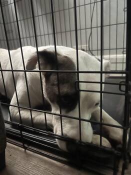 Waffles -  Australian Cattle Dog Blue Heeler and Mixed Breed Dog for Adoption in Colorado Springs, Colorado - Waffles | PetCurious