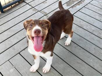 FIGARO -  Border Collie and Mixed Breed Dog for Adoption in Tustin, California - FIGARO | PetCurious