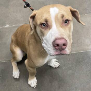 Pit Bull Terrier and Beagle Dogs Available for Adoption in Melbourne, Kentucky - Jarvis | PetCurious