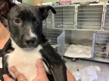 SCRUFFBALL -  American Staffordshire Terrier and Mixed Breed Dog for Adoption in Grand Prairie, Texas - SCRUFFBALL | PetCurious