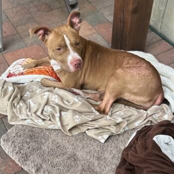 Rescue Pit Bull Terrier Dogs for Adoption in East St. Louis, Illinois - Emerson | PetCurious