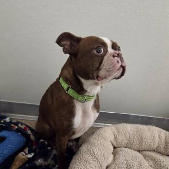 Easton -  Boston Terrier Dog for Adoption in Ballston Spa, New York - Easton | PetCurious
