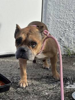 CHIMI -  American Bulldog and Mixed Breed Dog for Adoption in Doral, Florida - CHIMI | PetCurious