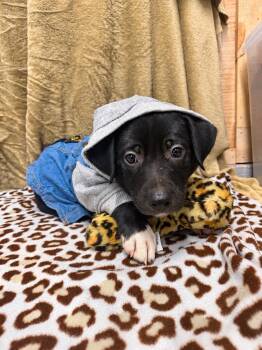Hans -  Labrador Retriever and Husky Dog for Adoption in Randolph, New Jersey - Hans | PetCurious
