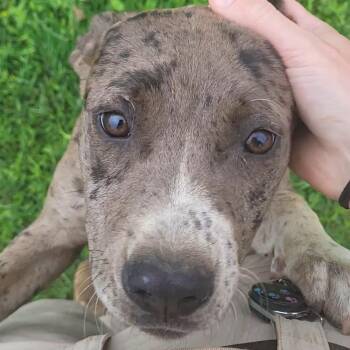 Pit Bull Terrier Dogs Available for Adoption in Rockdale, Texas - Holly  | PetCurious