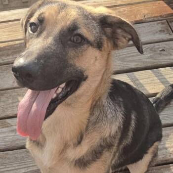 Zech -  German Shepherd Dog Dog for Adoption in Pelham, New Hampshire - Zech | PetCurious