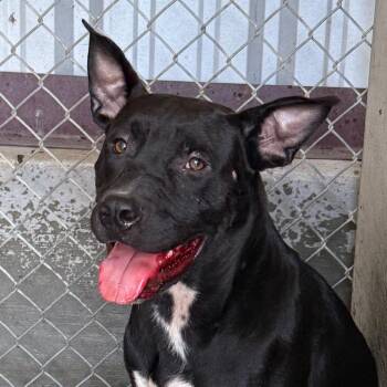 Ranger -  Pit Bull Terrier Dog for Adoption in Jacksonville, Arkansas - Ranger | PetCurious
