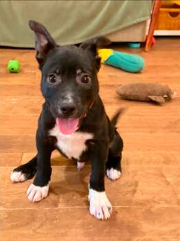 Border Collie Dogs Available for Adoption in Garden Valley, Idaho - Bobbi Roo | PetCurious