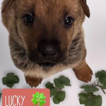 Mixed Breed Dogs Available for Adoption in Quitman, Texas - LUCKY | PetCurious