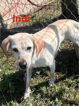 Labrador Retriever and Beagle Dogs Available for Adoption - Indi | PetCurious