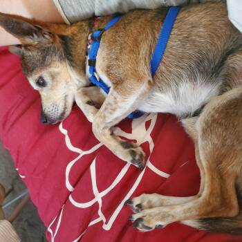 Rascal -  Chihuahua Dog for Adoption in Colorado Springs, Colorado - Rascal | PetCurious