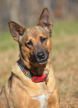 Rescue Norwegian Elkhound Dogs for Adoption in Amissville, Virginia - Prin | PetCurious