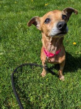 Chihuahua Dogs Available for Adoption in Vancouver, Washington - Ashton | PetCurious
