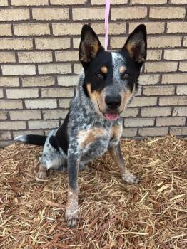 Remi -  Australian Cattle Dog Blue Heeler Dog for Adoption in Columbus, Nebraska - Remi | PetCurious