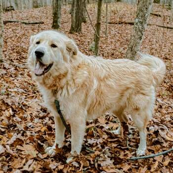 Rescue Great Pyrenees and Golden Retriever Dogs for Adoption in Melbourne, Kentucky - Skinny Vinny | PetCurious