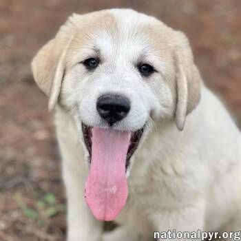 Great Pyrenees Dogs Available for Adoption in Beacon, New York - Vex In OH - Adores Attention! | PetCurious