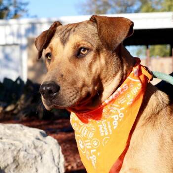Rescue Shepherd Dogs for Adoption in Austin, Texas - Rosalyn JuM | PetCurious