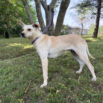 Kimmie -  Terrier and Mixed Breed Dog for Adoption in Evensville, Tennessee - Kimmie | PetCurious