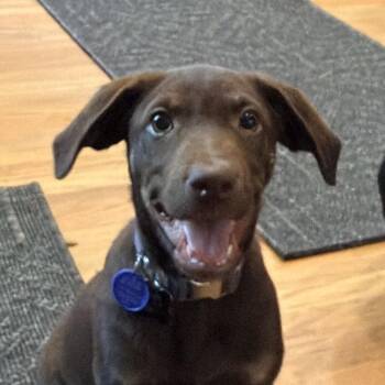 Misty -  Labrador Retriever Dog for Adoption in Concord, California - Misty | PetCurious