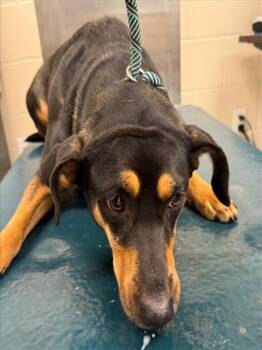 Black And Tan Coonhound and Mixed Breed Dogs Available for Adoption - TWEETY | PetCurious