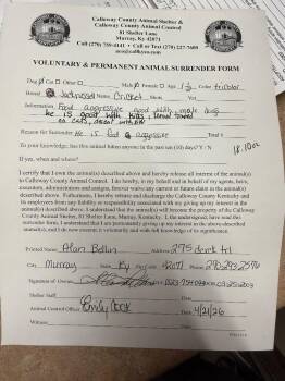 Jack Russell Terrier Dogs Available for Adoption in Murray, Kentucky - Cricket | PetCurious