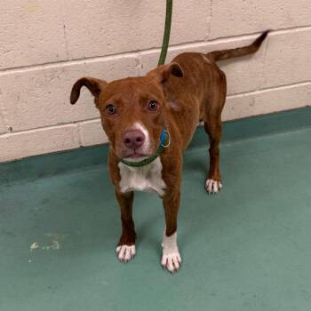 Chickpea -  Mixed Breed Dog for Adoption in Memphis, Tennessee - Chickpea | PetCurious
