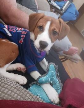 Field Spaniel Dogs Available for Adoption in Rockford, Illinois - Cagney | PetCurious