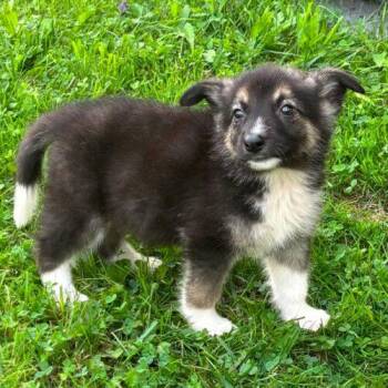 Dutch -  Shepherd and Husky Dog for Adoption in King City, Ontario - Dutch | PetCurious