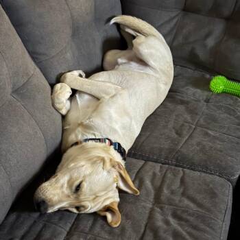 Mixed Breed Dogs Available for Adoption in Fulton, Texas - Aidan | PetCurious