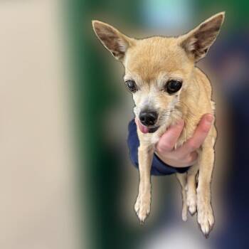 Chihuahua Dogs Available for Adoption in Reno, Nevada - Mindy | PetCurious