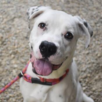 Atlas -  Mixed Breed Dog for Adoption in Asheville, North Carolina - Atlas | PetCurious