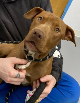 Mindy -  Pit Bull Terrier and Terrier Dog Available for Adoption in Hartsville, South Carolina - Mindy | PetCurious