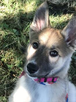 Dior -  Husky Dog for Adoption in Bothell, Washington - Dior | PetCurious