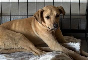 Terrier Dogs Available for Adoption in Thousand Oaks, California - Buttercup -- URGENT! LONGTIME RESIDENT! | PetCurious