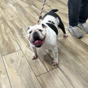 Lyfe -  English Bulldog Dog for Adoption in Newark, New Jersey - Lyfe | PetCurious