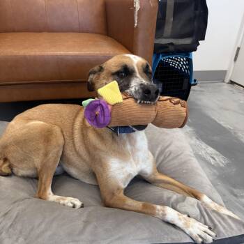 Cooper -  Australian Cattle Dog Blue Heeler Dog for Adoption in Marina Del Rey, California - Cooper | PetCurious