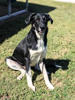 Rescue Mixed Breed Dogs for Adoption in Shelburne, Vermont - Misty | PetCurious