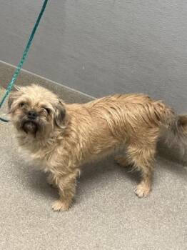 Terrier Dogs Available for Adoption - RIVA | PetCurious