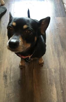 Chihuahua Dogs Available for Adoption in Milton, Georgia - Raven Reese | PetCurious