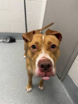 SASHA -  Pit Bull Terrier and Mixed Breed Dog for Adoption in Indianapolis, Indiana - SASHA | PetCurious