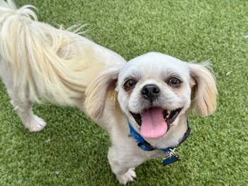 Rescue Shih Tzu Dogs for Adoption in Plano, Texas - Deacon Miller | PetCurious