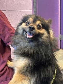 Pomeranian and Mixed Breed Dogs Available for Adoption - 60747719 | PetCurious