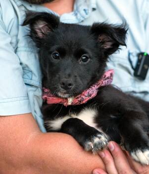 Nova -  Border Collie Dog for Adoption in Tyler, Texas - Nova | PetCurious