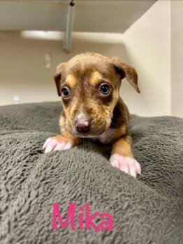 Husky Dogs Available for Adoption in West Union, Ohio - Mika | PetCurious