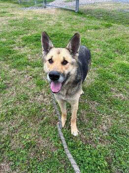 German Shepherd Dog Dogs Available for Adoption - Shaye | PetCurious