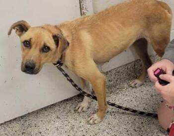 Goldie -  Mixed Breed Dog for Adoption in Kansas City, Missouri - Goldie | PetCurious