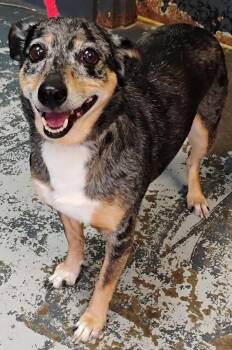 Dachshund Dogs Available for Adoption - Dixie #56 | PetCurious